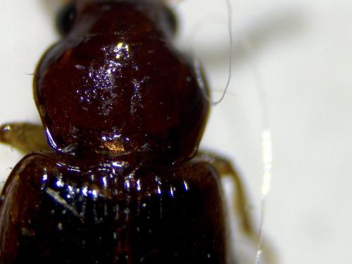 Réf. 363 509 : Bradycellus sp.
